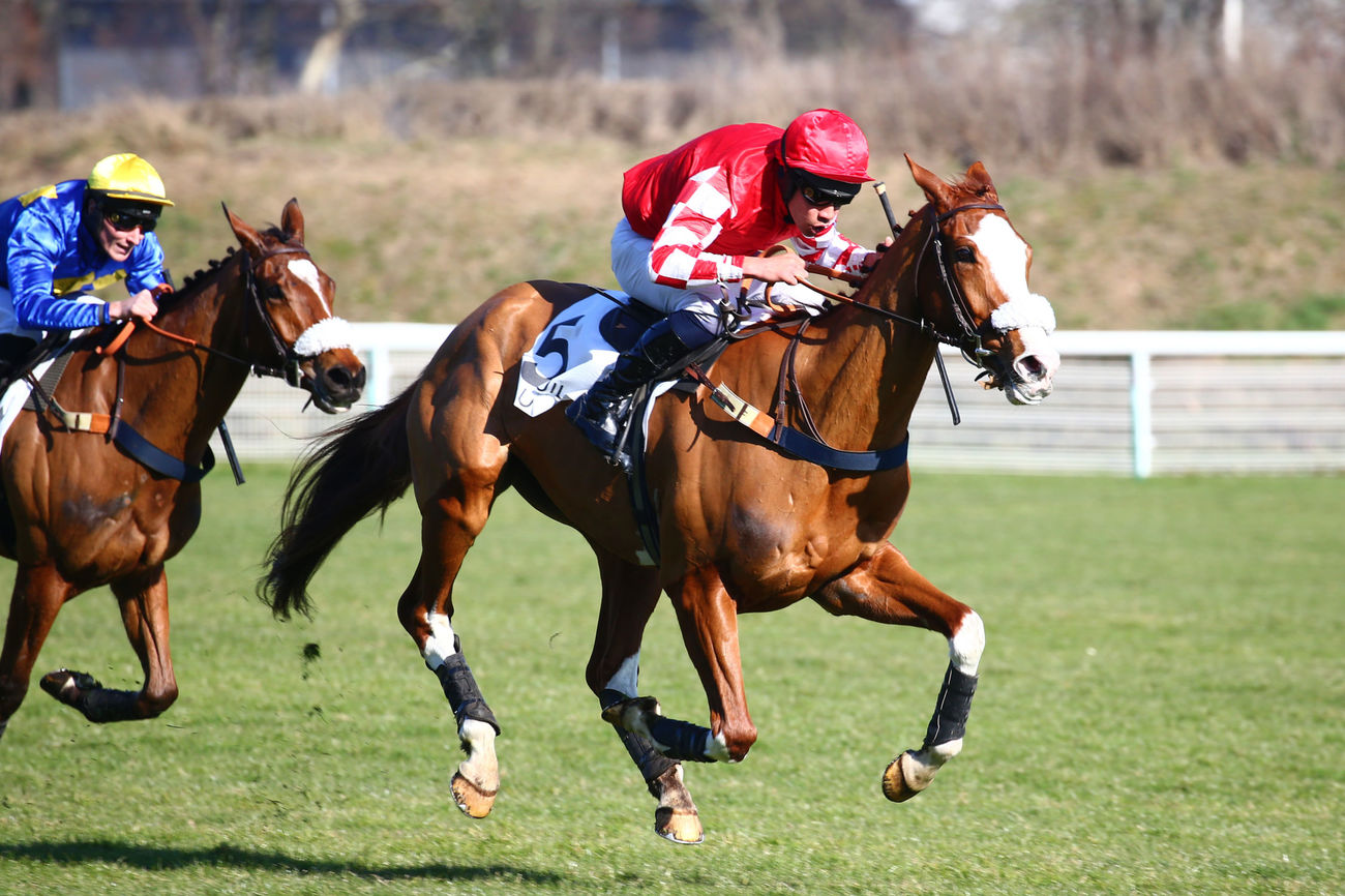 Dimanche 15 Décembre à Pau: Les chocos!